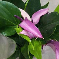 Антуриум фиолетовый Зизу DZ32 Антуриум фиолетовый Зизу DZ32 купить в Москве