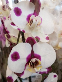 Орхидея фаленопсис гибрид О906