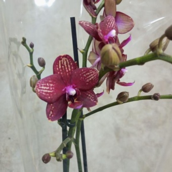 Фаленопсис Майли орхидея цветение https://corzinaflowers.ru/catalog/komnatnye_rasteniya_i_tsvety/orkhidei_komnatnye/orkhideya_falenopsis/10764/