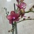 Фаленопсис Майли орхидея цветение https://corzinaflowers.ru/catalog/komnatnye_rasteniya_i_tsvety/orkhidei_komnatnye/orkhideya_falenopsis/10764/
