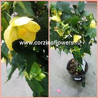 Абутилон желтый штамб 60-70 см DZ310 Абутилон желтый штамб 60-70 см DZ310 купить в Москве