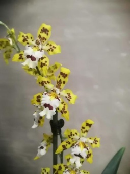 Одонтоглоссум желто-белый орхидея 12 см 1 цв