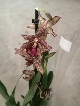 Камбрия крупноцветковая гибрид орхидея 12см 1 цв