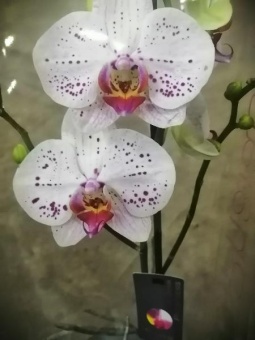Фаленопсис гибрид 532 орхидея 12 см