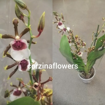 Камбрия орхидея О246 12 2 ст https://corzinaflowers.ru/catalog/komnatnye_rasteniya_i_tsvety/4212/