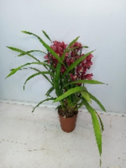 Орхидея Цимбидиум Бордо https://corzinaflowers.ru/catalog/komnatnye_rasteniya_i_tsvety/orkhidei_komnatnye/orkhideya_tsimbidium_korol_orkhidey/10391/